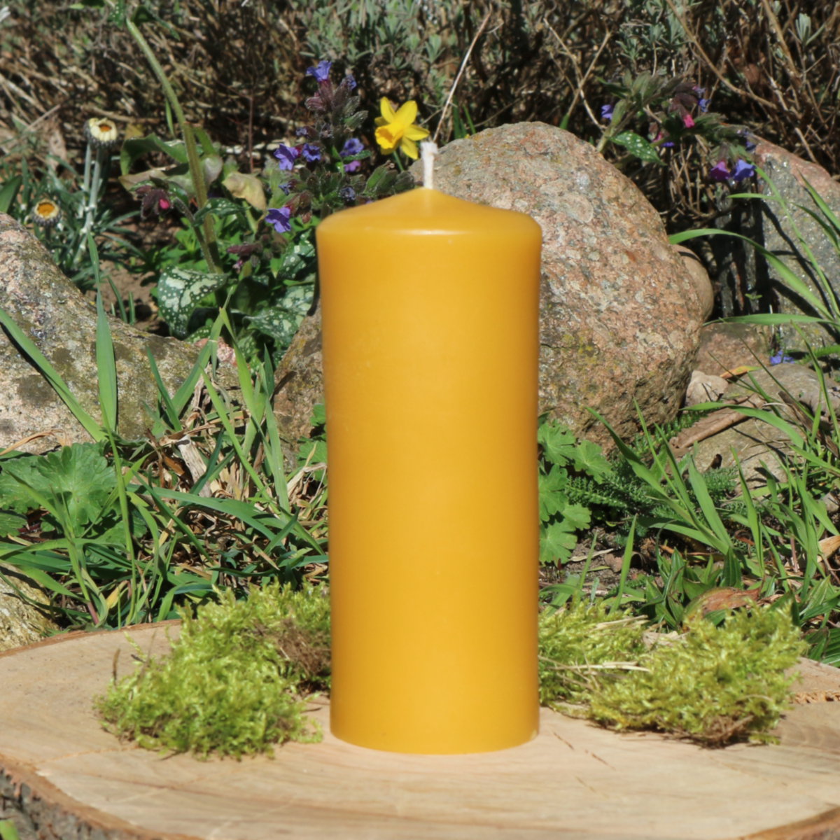 Bienenwachs Kerzen Stumpen Höhe 13,5cm Durchmesser 5,5cm Gewicht 290 Gramm