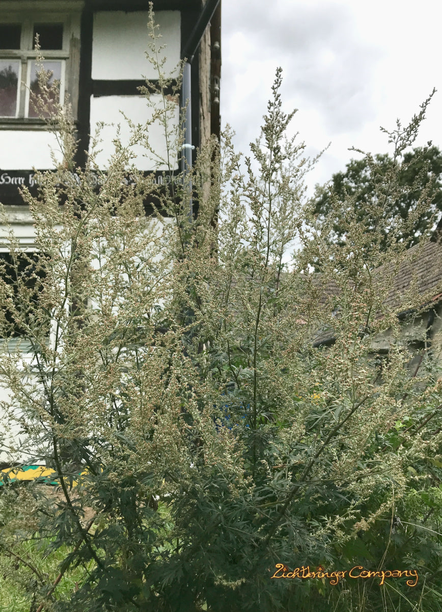 Mugwort Smudge Stick