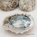 Grande coquille d'ormeau Paua