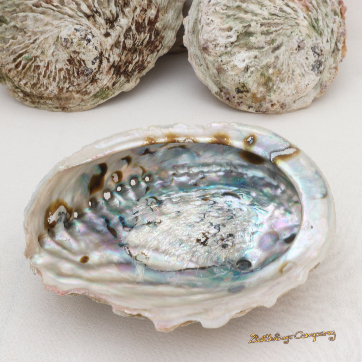 Große Abalone Paua Muschel