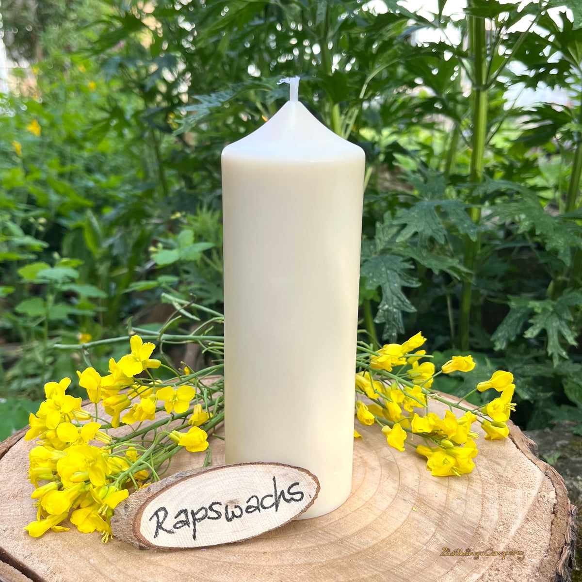 Rapswachs Stumpenkerze, Höhe 16 cm, mit Rapsblüte