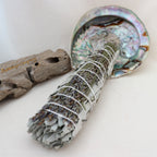 Großes Weißer-Salbei-Lavendel Räucherbündel – handgebundener Smudge Stick zur Reinigung & Segnung vor einer Abalone Muschel