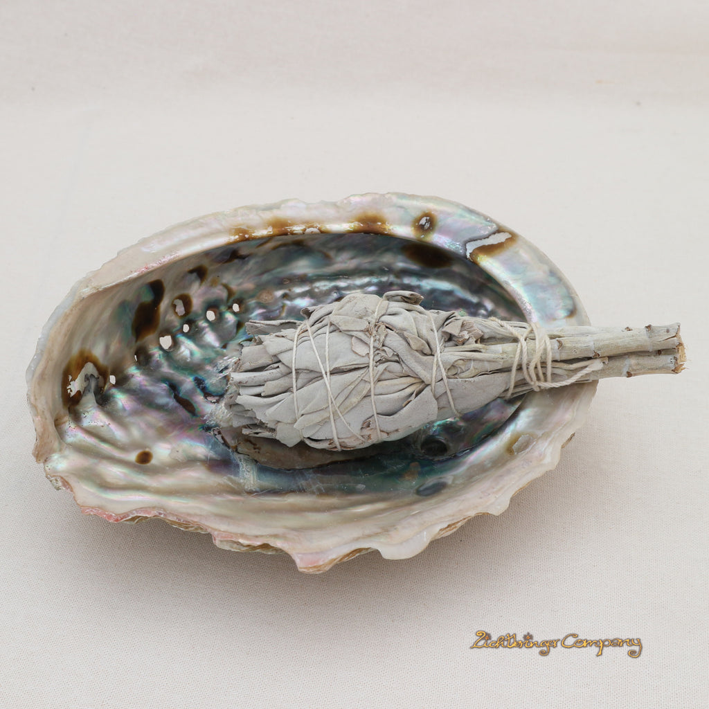 Grande coquille d'ormeau Paua