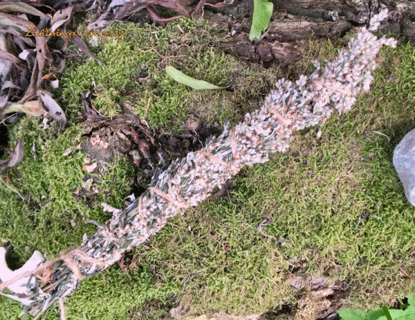Beifuss Räucherbündel eigene Ernte, handgemacht